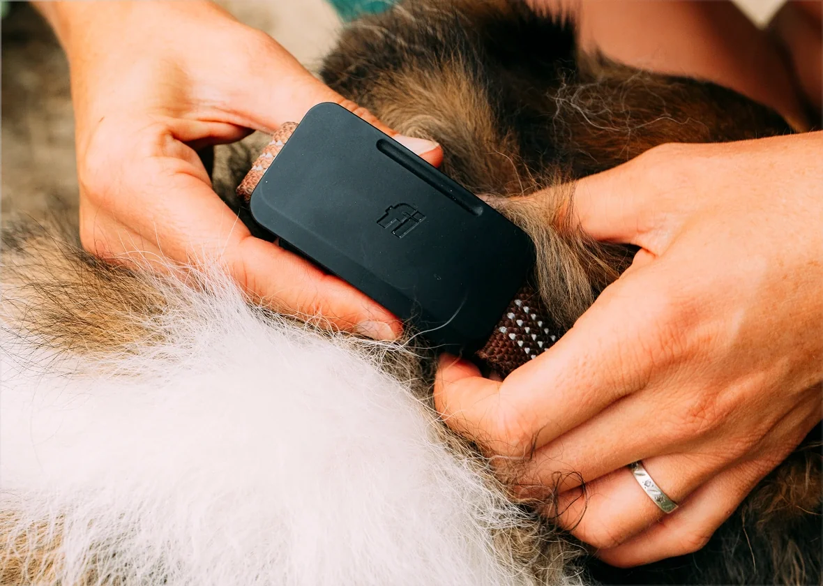 Le boitier du collier connecte Fi Ultra fixe sur le collier d'un chien
